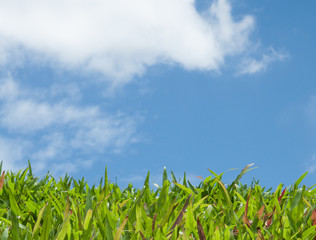 grass background