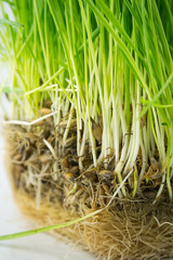 Obraz premium Green Organic Wheat Grass