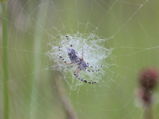 Eichblatt-Radspinne (Aculepeira ceropegia) im Radnetz