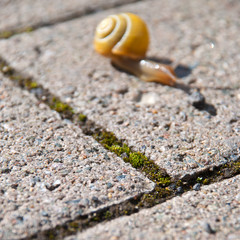 Langsam ins Abseits - Schnecke