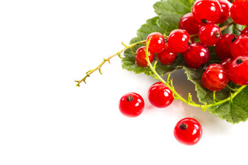 redcurrant