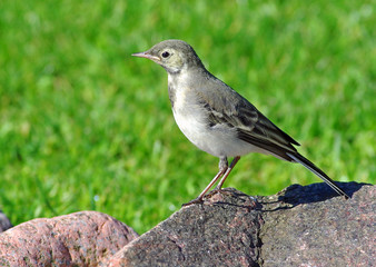 White Wagtail on the stone