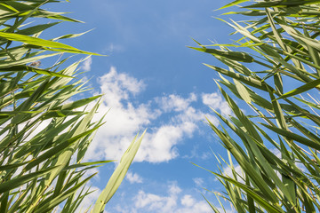 Green reeds against blue sky