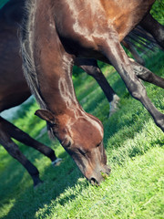 foaling mare at the pasture