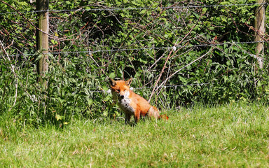 British Red Fox sitting in a field