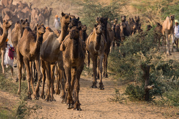 Pushkar Camel Mela. Rajasthan, India.