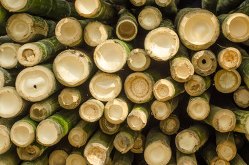 The cut bamboo.