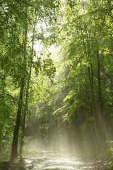 Fototapeta na wymiar Wiosna lasu po obfitych opadów deszczu w słońcu