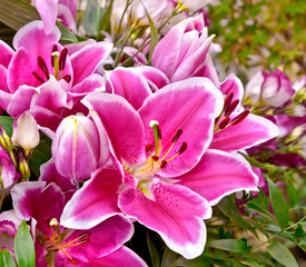 Obraz na płótnie Canvas Bukiet fioletowych lilii.