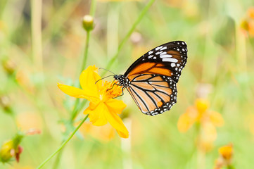 Fototapeta na wymiar monarch butterfly on yellow flower