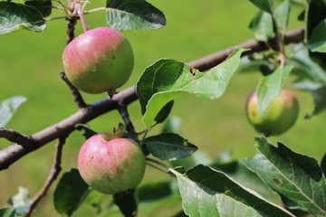 Apples on a branch