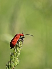 Rotköpfiger Feuerkäfer (Pyrochroa serraticornis)