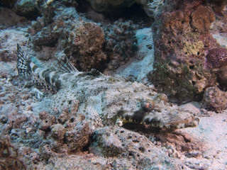 Indian Ocean crocodiflish