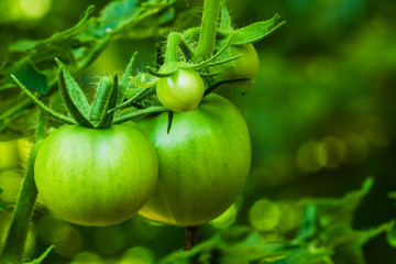 Green tomatoes growing on vine in garden