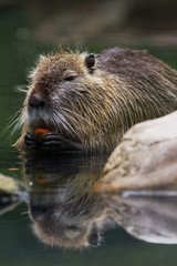 Nutria © Alexander von Düren