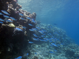 Red sea fusilier