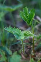 Dew drops on the leaves of wild strawberry
