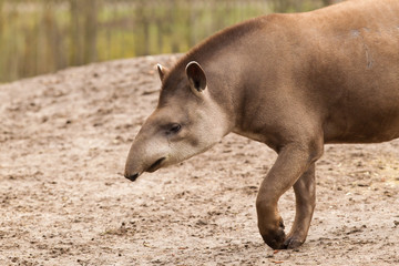 Profile portrait of south American tapir