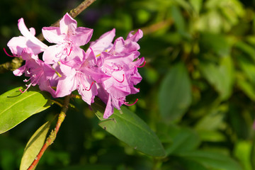 rhododendron