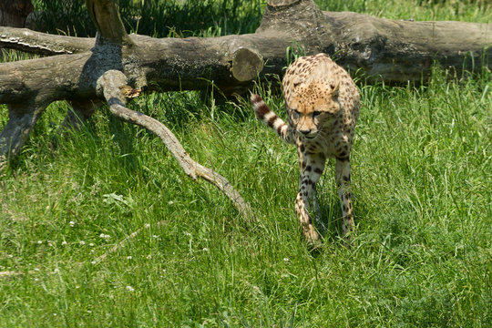 Cheetah in a field