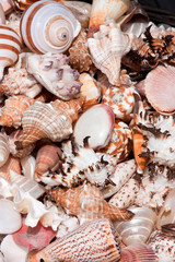 Sea shells
