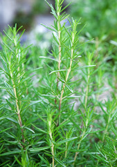 Rosemary