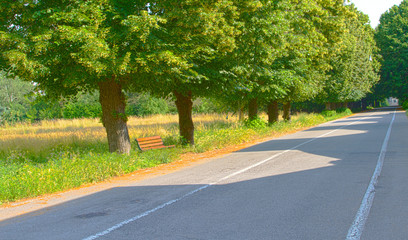 Viale alberato di campagna