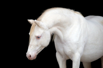Fototapeta premium White horse portrait, isolated on black background.