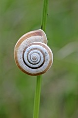 Westliche Heideschnecke am Dörnberg