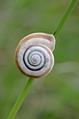 Westliche Heideschnecke am Dörnberg © Schmutzler-Schaub