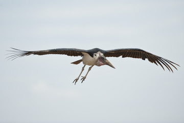 Fototapeta premium Marabou Stork Flying