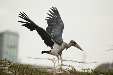 Marabou Stork spreading Wings