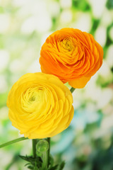Ranunculus (persian buttercups), on green background