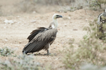White-Backed Vulture