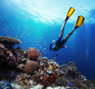 Fototapeta Freediver