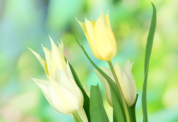 Beautiful white tulips on bright background