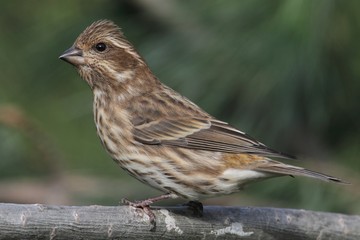 Purple Finch (Carpodacus purpureus)