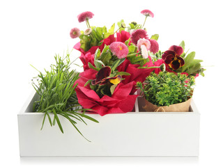 Beautiful spring flowers and grass in wooden crate isolated