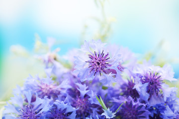 Beautiful bouquet of cornflowers on blue background