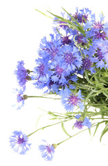 Fototapeta premium Piękny bukiet chabrów, na białym tle