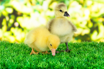 Little ducklings on grass on bright background
