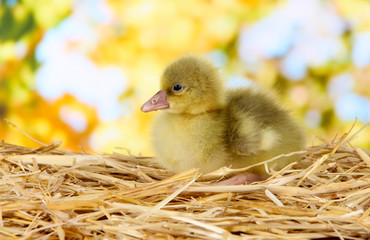 Little duckling on straw on bright background
