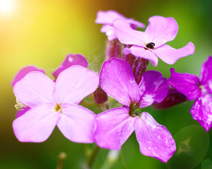 purpure flowers on the background