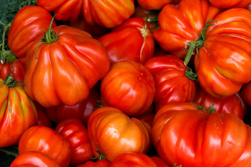 Französische Bauchtomaten