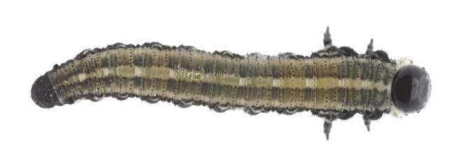 Neodiprion sertifer, european pine sawfly larva isolated