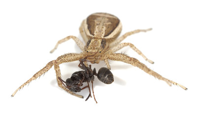 Crab spider, thomisidae with caught ant isolated on white
