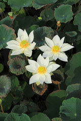 White lotus flowers group