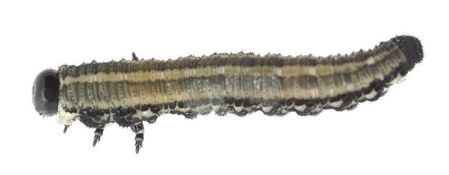 Neodiprion sertifer, european pine sawfly larva isolated