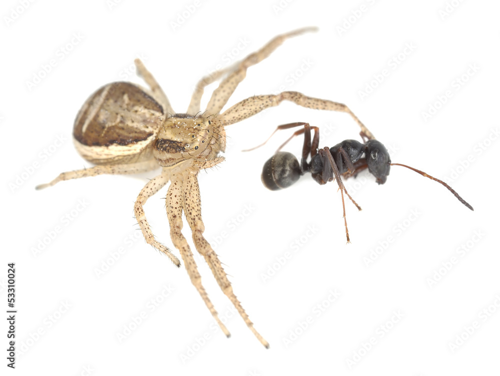 Sticker Crab spider, thomisidae with caught ant isolated on white