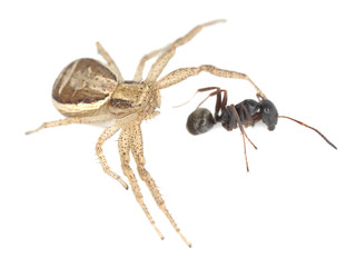 Crab spider, thomisidae with caught ant isolated on white